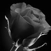 foreverabellarose