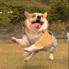 ifswddlvwnj
