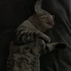 zotriiuanh