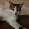 meoong meme