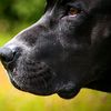 animals worl