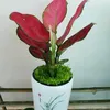 dolamientay