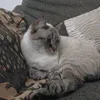 cookielibby9_
