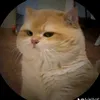 catorange38