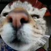 kocurkoo