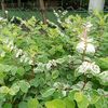aung.myint.thein358