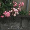 nora.f01