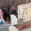 インフルエンサー♡しげる