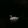 swan_noone10