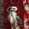 ailf047