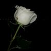 fakiha487_