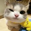 sibontot472