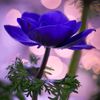 buse_3744