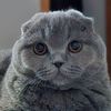 cat.koksi
