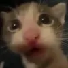 rainkea
