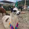 santapablopablo