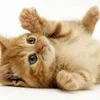 cutekittyadorable