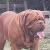 dogo37002