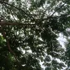 cailonmemay543