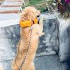 🐾