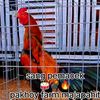 peternak_ayam_pakoy