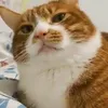 marulfilann