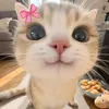 shairajean55