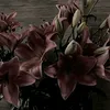 kris_42