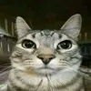 тгк: эпичные кружки