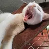 ngi.ko.dau