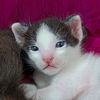 yazan.meow