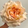 Rose_Explosion