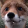 pferde.lover4