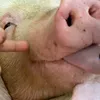 nydjfhjgucch