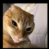 kipus__