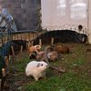 animals0938