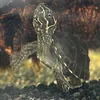 turtle_dobby