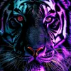 malik.khokher5