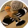 arafat.hossni