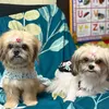thebarksidesissies
