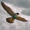 greenfalcon00