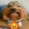 dogaofps