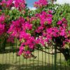 jempress57