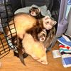 a_ferrets_best_life