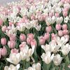 saw_485
