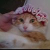 hamfifi5