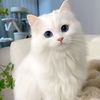 elara_414
