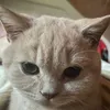 cezar_salad_the_cat