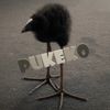 xd_pukeko
