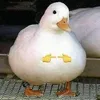 thaomy22095